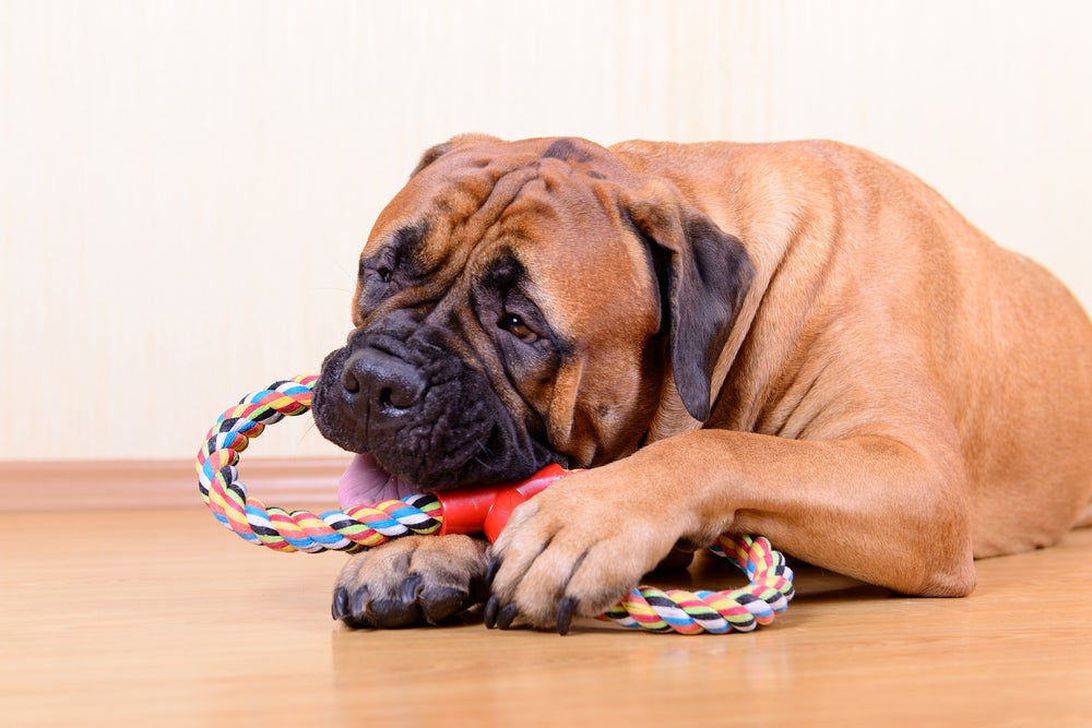 large pet bullmastiff dog playing with his toy