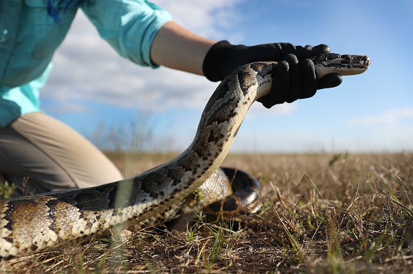 Florida Conservation Group Uses Dogs To Hunt Invasive Pythons