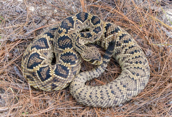 eastern diamondback Florida Animals Can Kill