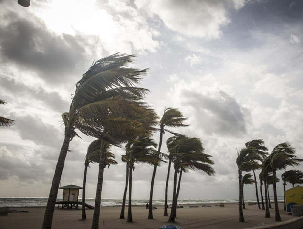 Palm Trees Before A Tropical Storm or Hurricane