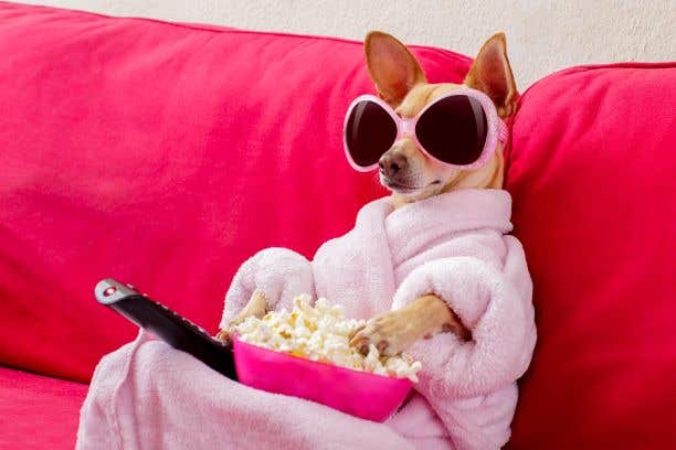 Small dog wrapped in a pink robe, weariing pink sun glasses and sitting on a pink couch with a bowl of popcorn