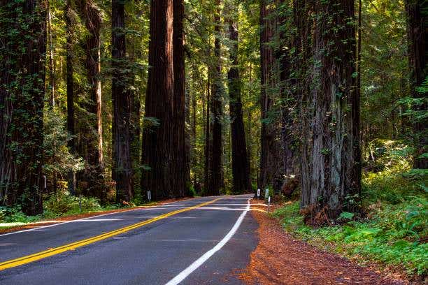 Redwood Trees in Humboldt Redwoods State Park in California