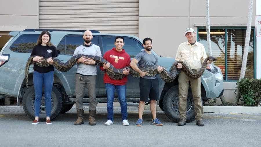 FWC Captured One Of The Largest Snakes On Record