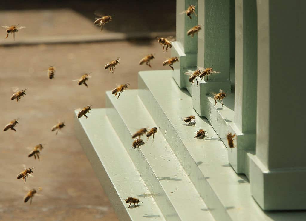 Bees! A girl found 60K bees in her closet