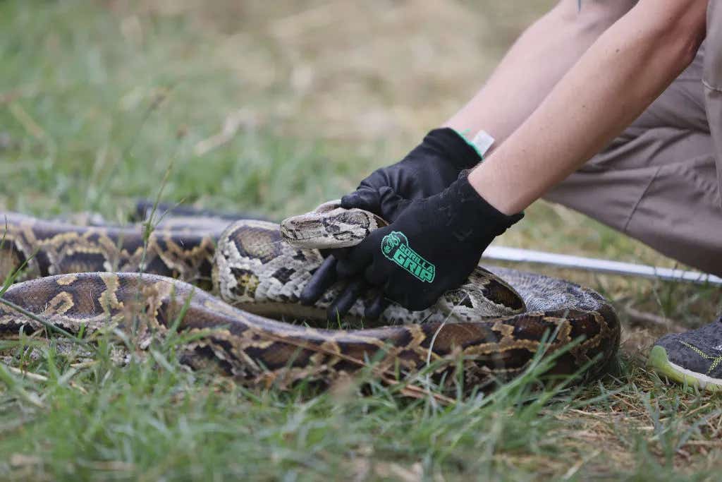 Father Son Snake Hunting Duo Nab 3rd Largest Python Ever Caught In The Glades