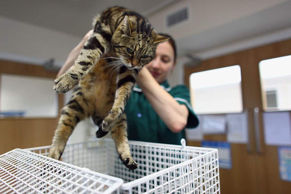 Cat at the vet. Cat Escaped From Vet Went Up Into Ceiling In Viral Video