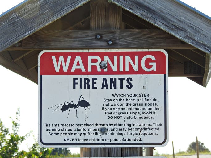 fire ants