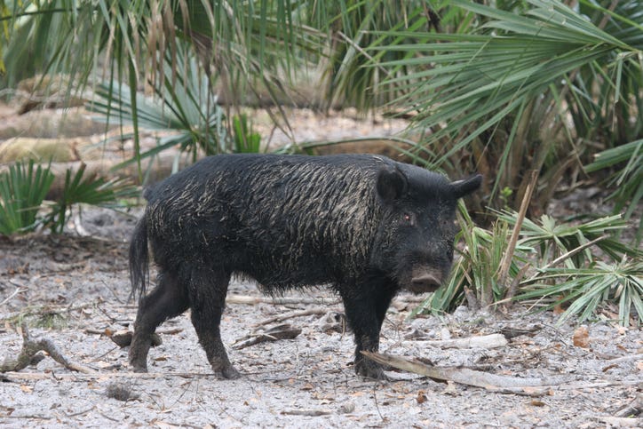 wild boar