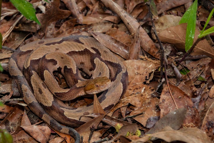 Southern Copperhead