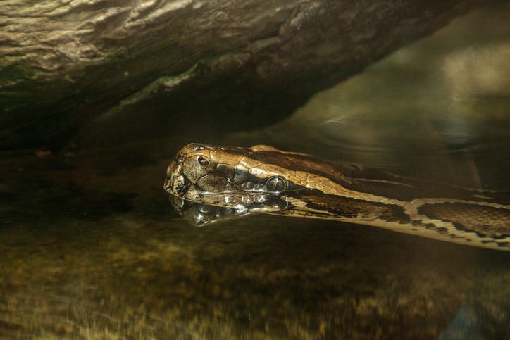 Burmese python or Python bivittatus snake swims in the water in a marsh in the Florida Everglades.