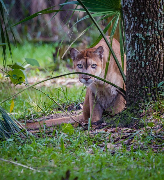 Stalking behavior of Florida Panther