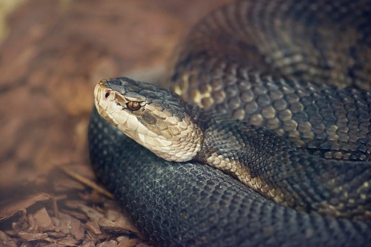 Florida Cottonmouth or water moccasin snake, close up 