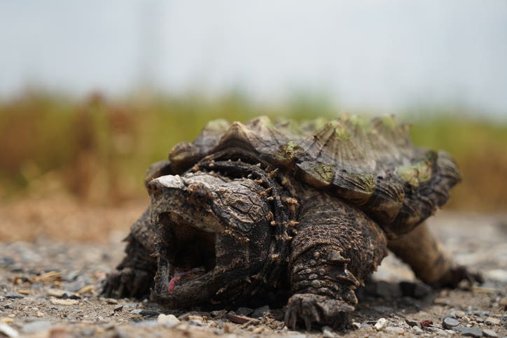 Alligator snapping turtle.