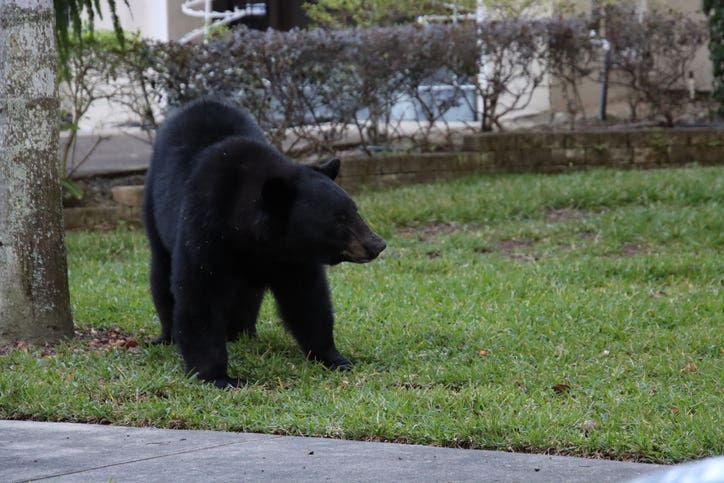 Florida Black Bear in suburban neighborhood