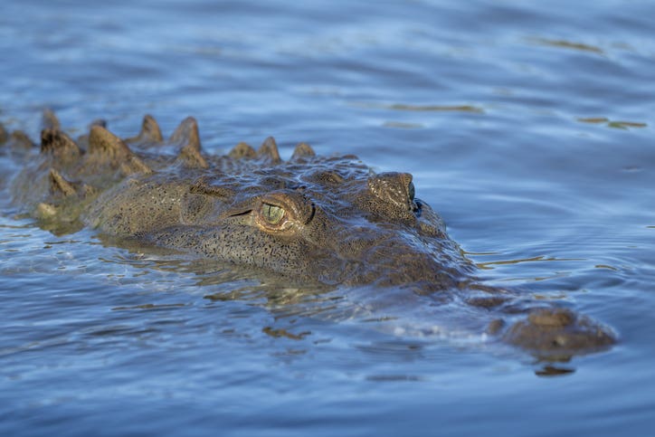 American Crocodile swimming in water in South Florida, near Everglades National Park