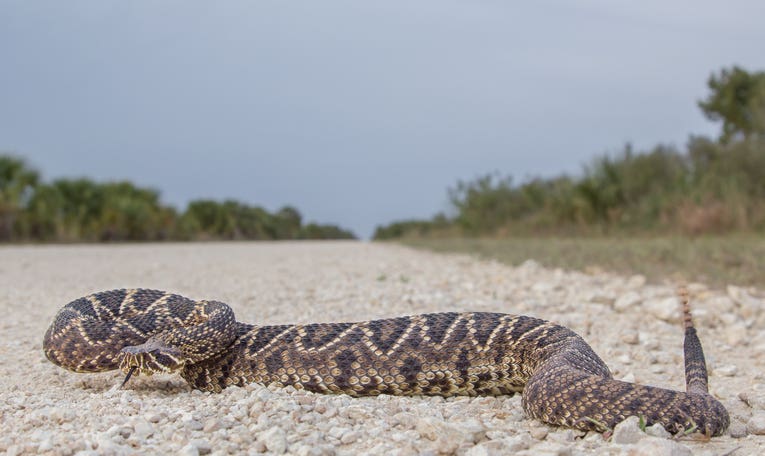 Eastern Diamondback Rattlesnake. Number 4 on our Power Ranking.