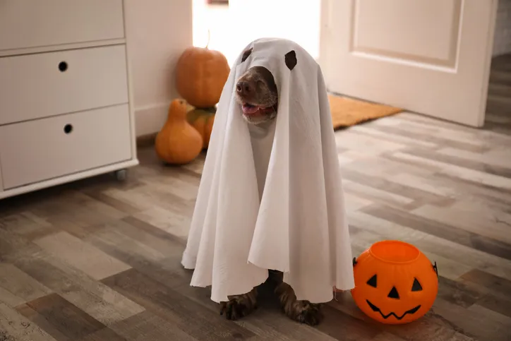 Halloween Dog trick or treating