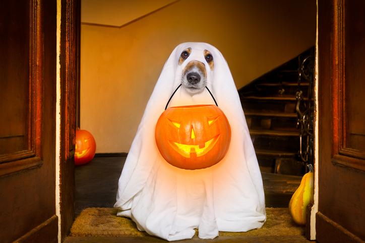 halloween ghost dog trick or treating