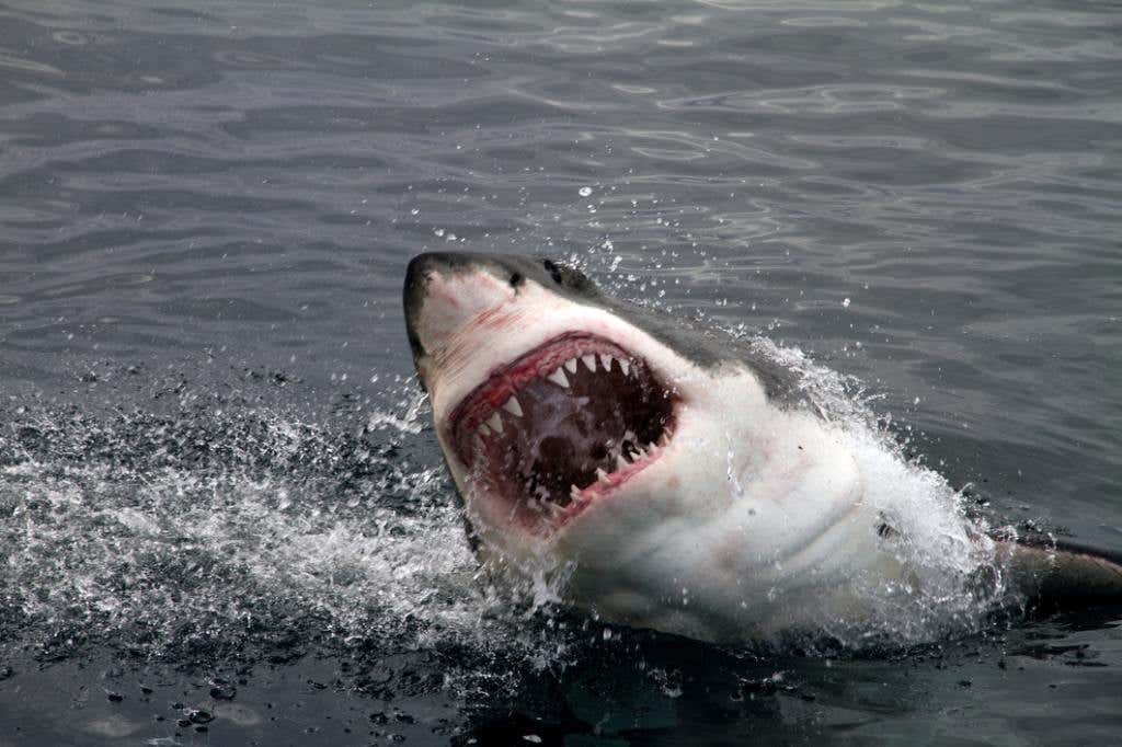 Great White Shark attacking