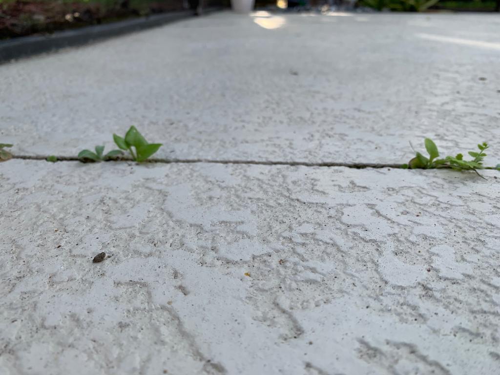 pool deck weeds