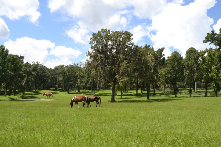 Four horses are grazing around a pond. Taken in Ocala, Marion County, Florida where it is also referred to as Horse Country. Many people are moving to Ocala.