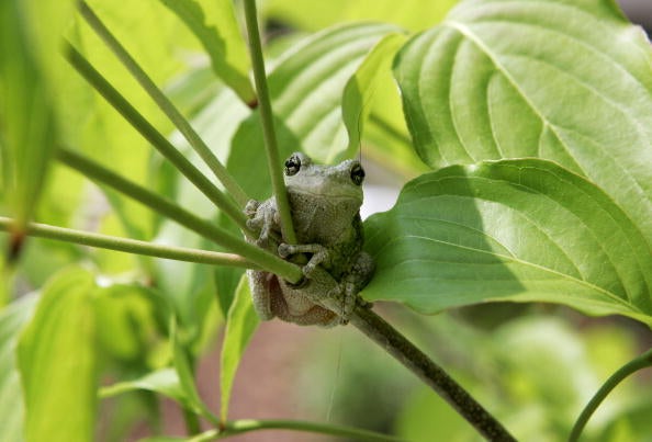 A Tree Frog Looks Content Sitting On A Tree Branch.
Meanwhile, 
FGCU students and researchers spearhead efforts to safeguard native tree frogs from the invasive Cuban tree frog, battling against its disruptive presence.