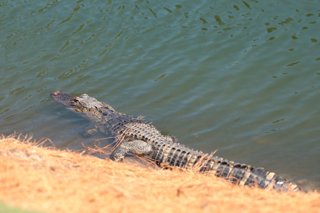 Club Car Championship at The Landings Golf & Athletic Club - Round Three. 
Meanwhile, Here we have a Florida man arrested for illegally dumping tires, shooting at an alligator from his truck, and multiple other offenses.
