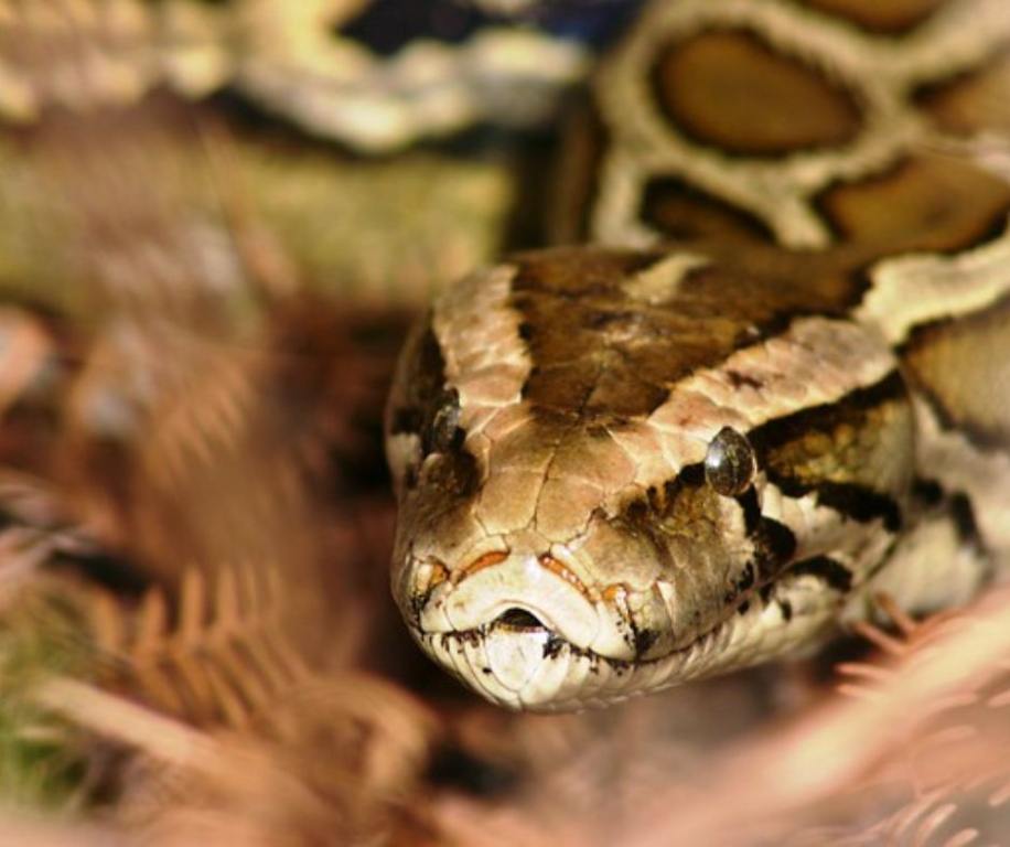 The 2024 Florida Python Challenge removed 195 pythons from the Everglades, with the top hunter capturing 20 snakes.