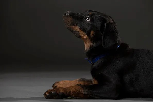 Portraits Of The Battersea Dogs Left Behind This Christmas.

meanwhile, A woman heroically rescued a little puppy left in a crate on a hot Florida roadside, ensuring he found a safe, loving home.