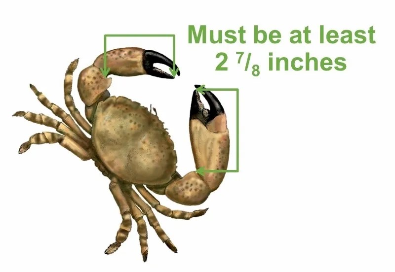 stone crab measurement