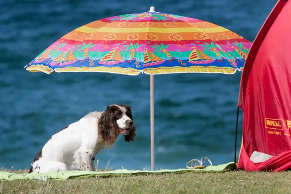 Summer Crowds Enjoy The Surfing In Cornwall