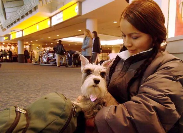 Bark Airlines For Dogs Adds Flights To Florida